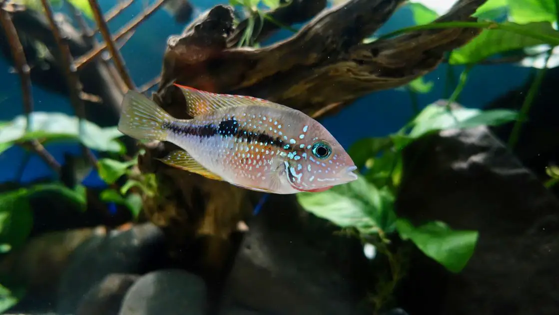 How Long Should I Run CO2 in My Aquarium to Ensure Optimal Plant Growth?