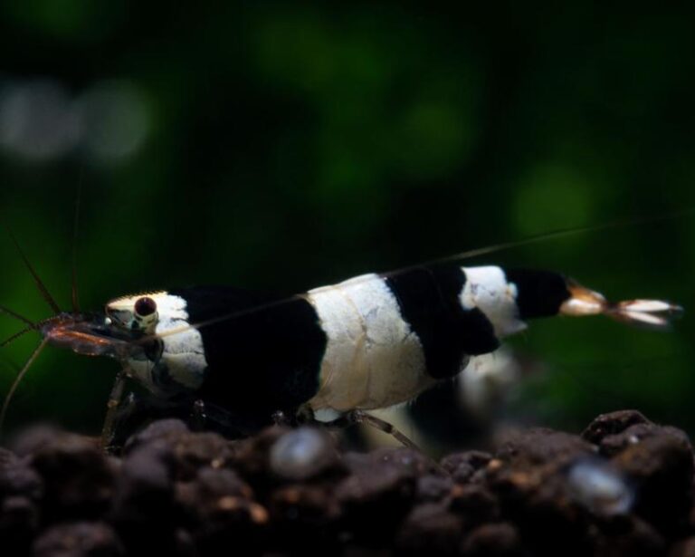 Can Amazon Swords Thrive in Sand? An InDepth Guide to Growing Amazon