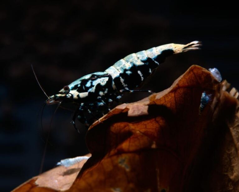 Can Aquarium Plants Grow Roots on Stems for Better Growth? Nano Tank