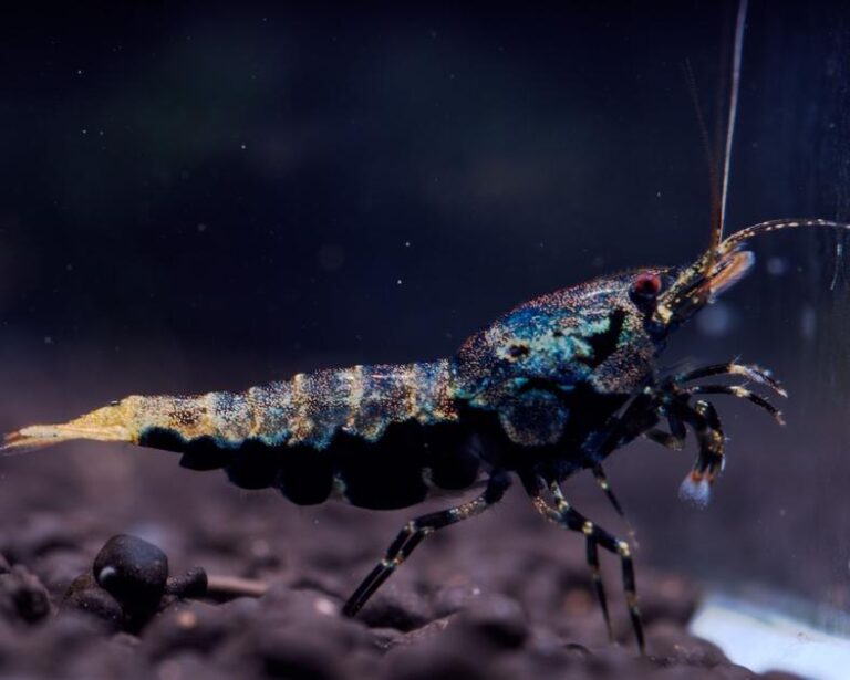 Can You Mix Black and White Sand in Your Aquarium? Discover the Pros