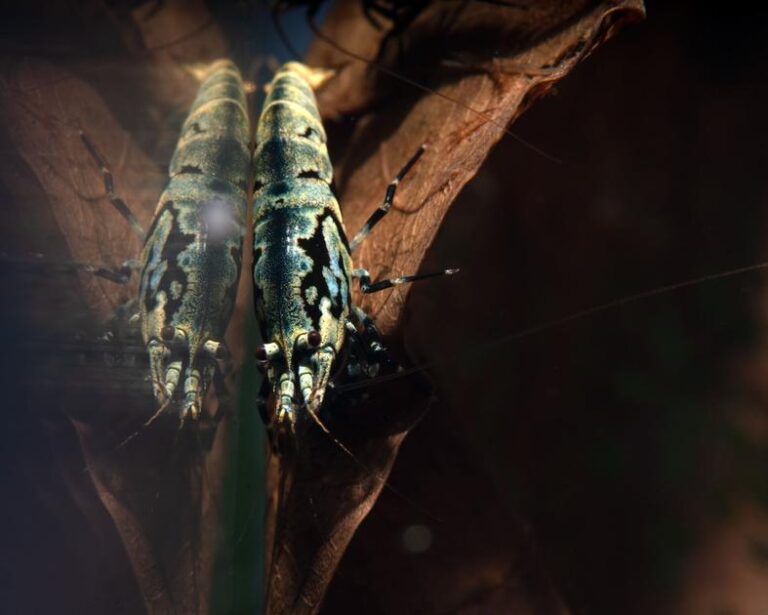 How Long Do Shrimps Stay Pregnant? A Guide to Understanding Shrimp