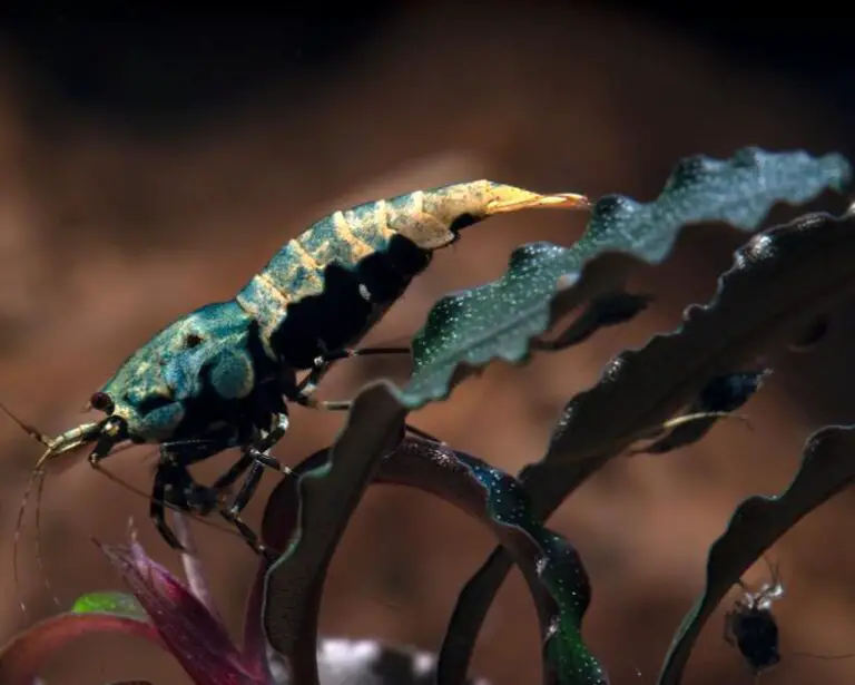 Can Assassin Snails Help Control Algae in Your Aquarium? Nano Tank Garden