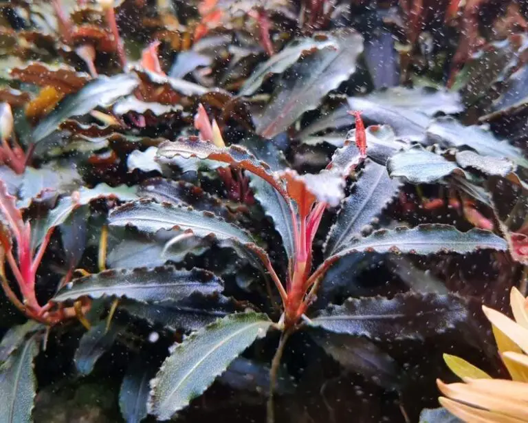 What’s the Difference between Silica Sand and Play Sand? Nano Tank Garden