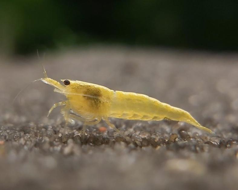 Are High TDS Levels Beneficial or Harmful for Crystal Red Shrimp?