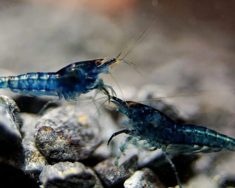 Can Java Moss Carpet Be Grown on Gravel? Your Complete Guide to a