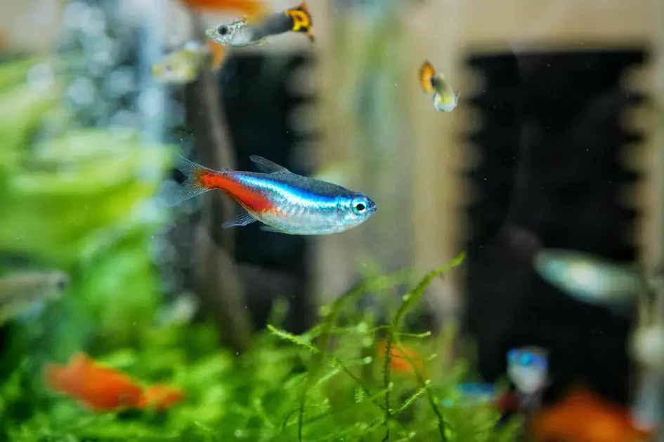 Do Apartments Allow Fish Tanks? A Guide for Pet Owners