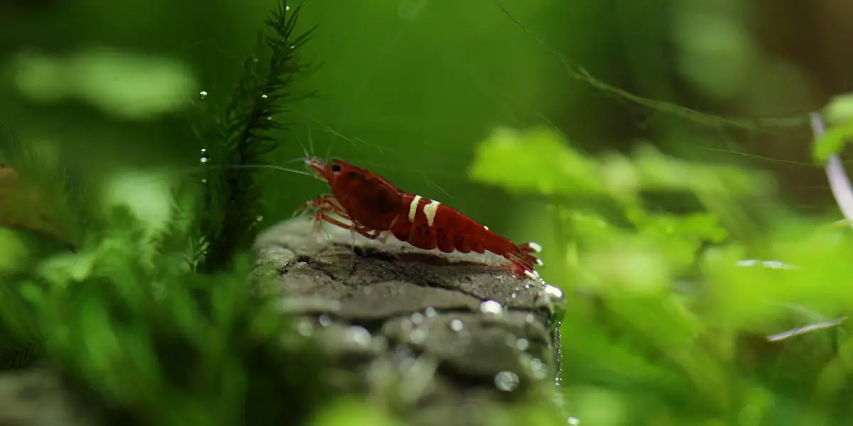 Can You Keep Cherry Shrimp in a 20 Gallon Tank? Here's How Many You Need to Have!