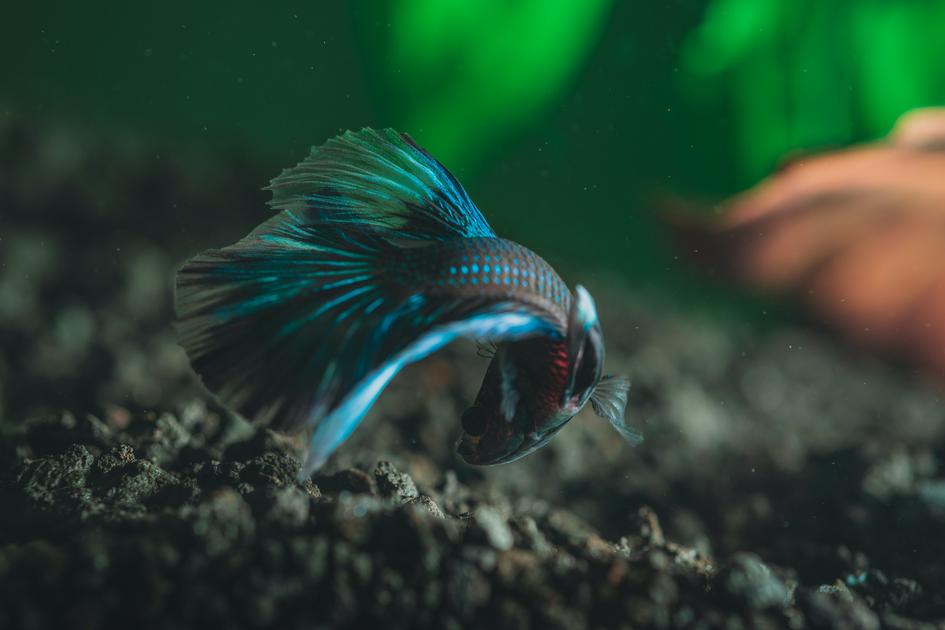 Ember Tetra vs Chili Rasbora: Which Fish Is Best for Your Aquarium?