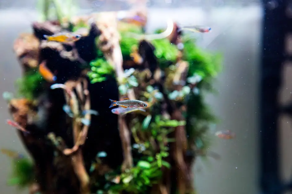 Is Melafix Safe for Shrimp? Exploring the Effects and Precautions of Using Melafix in Your Shrimp Tank