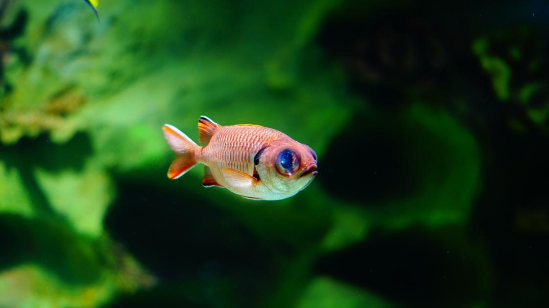 How Long Should You Keep the Lights Off for New Fish? A Guide to Proper Lighting for Your Aquarium