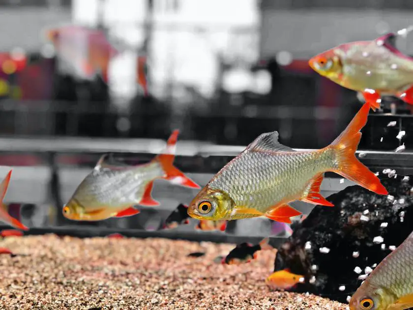 How Many Pea Puffers Can Safely Live in a 10 Gallon Tank?