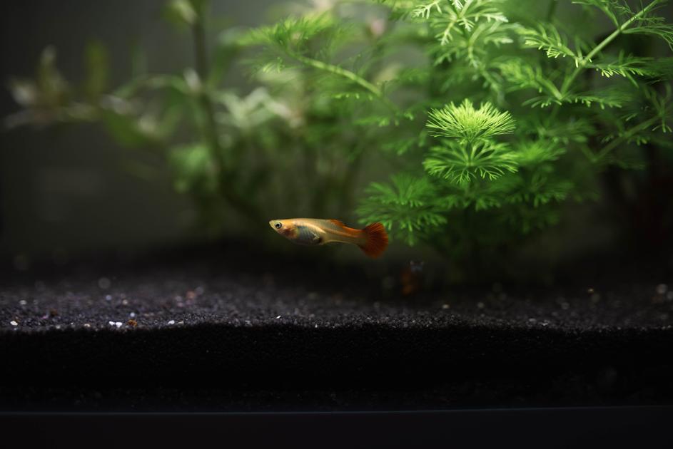 Are Your Shrimp Eggs Fertilized? Learn How to Tell with These Simple Steps!