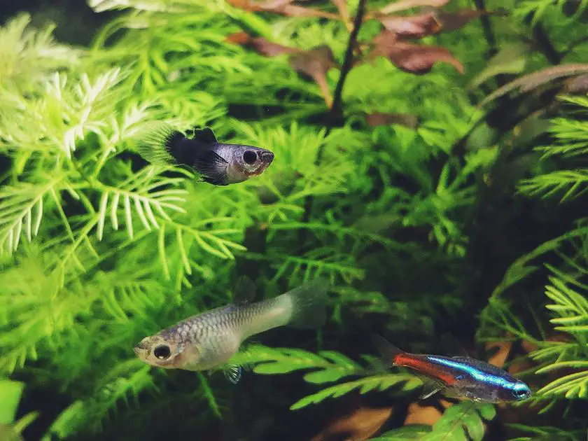 Can Your Floor Handle the Weight of a 75-Gallon Aquarium: A Guide to Floor Load Capacity