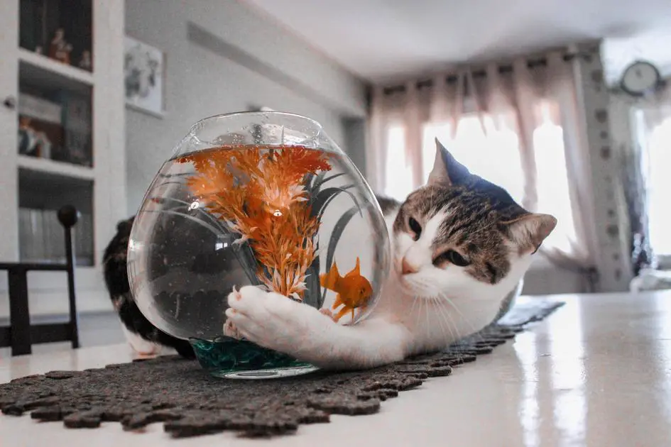 Is a 20 Gallon Tank Enough for Angelfish to Thrive?