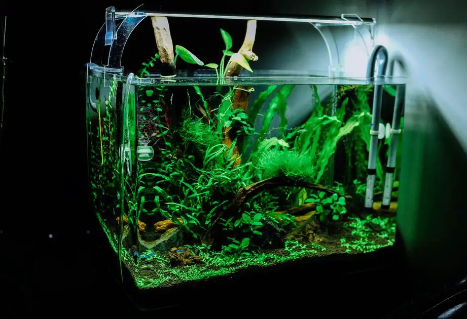 How Many Fish Should You Add at a Time to Your Aquarium?