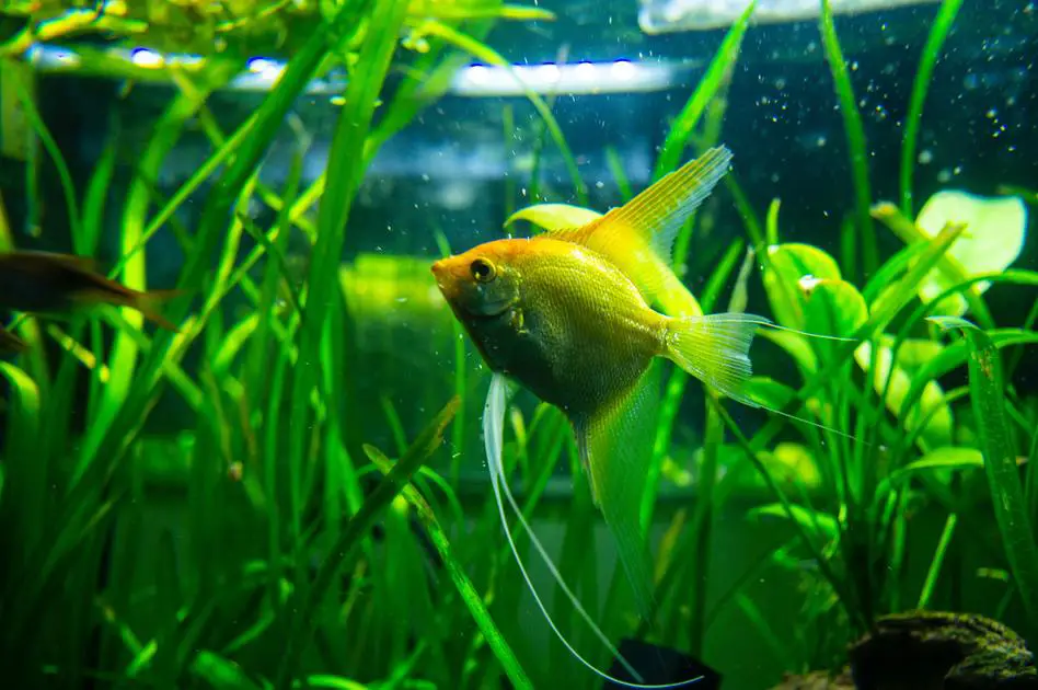 Does the Hatching Process of Shrimp Eggs Happen All At Once?
