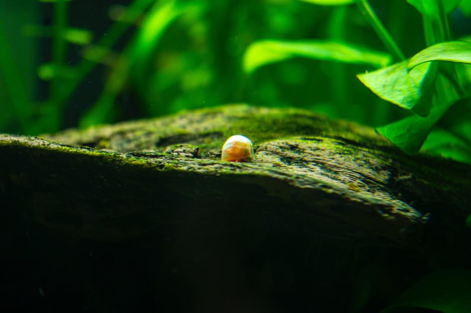 Will Mystery Snails Escape Your Aquarium? Learn How to Keep Them In!