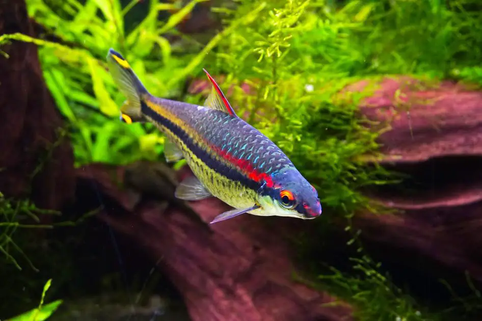 How Many Electric Blue Acara Can You Keep in a 75 Gallon Tank?