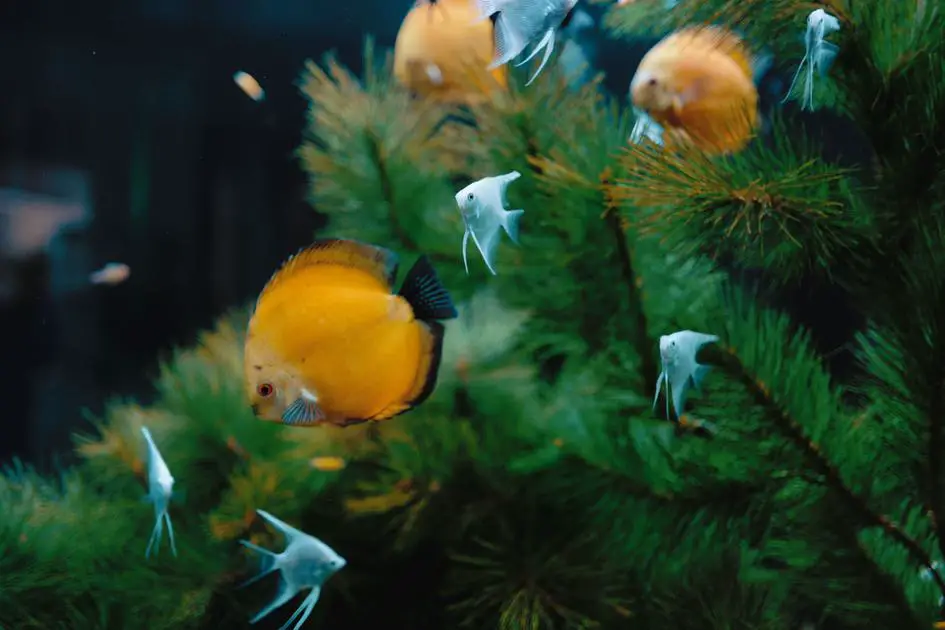 How Many Rummy Nose Tetra Can Fit in a 20 Gallon Tank?
