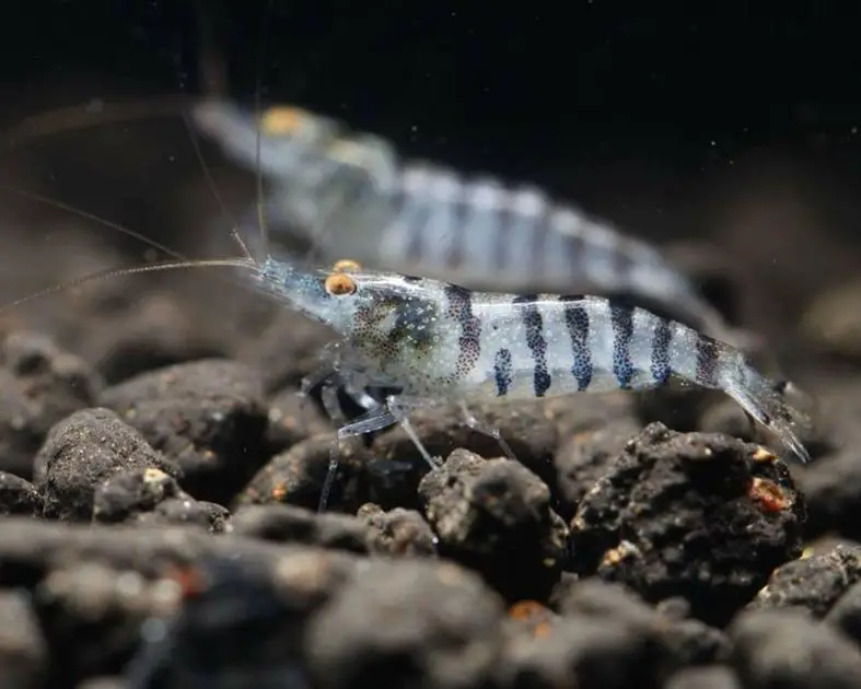 What Are Some Ideal Stocking Ideas for a 37 Gallon Fish Tank?