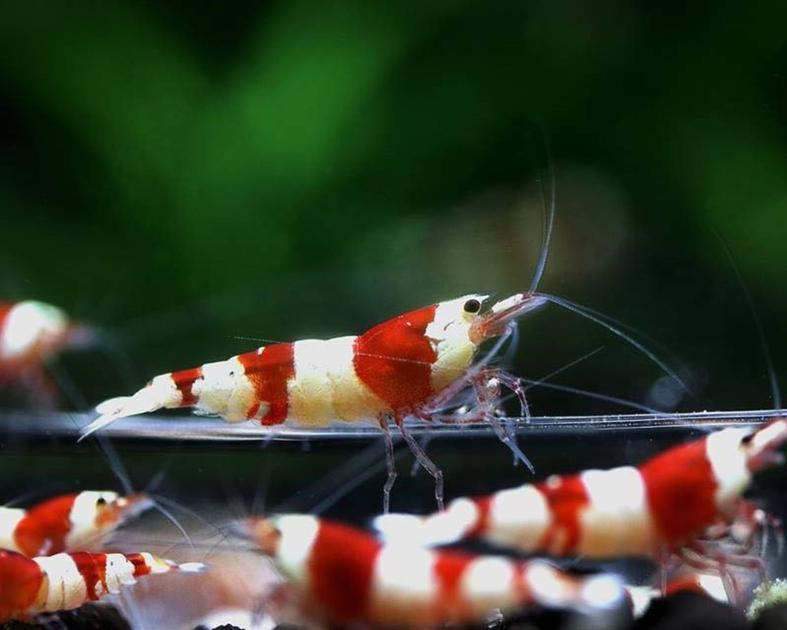 Can Yellow Shrimp Breed with Red Cherry Shrimp? Exploring Crossbreeding Possibilities