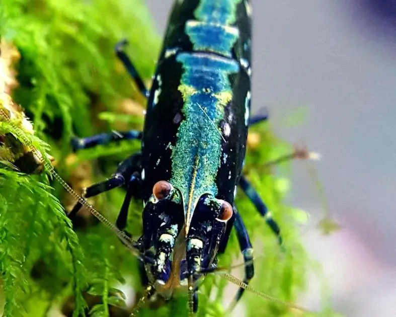 Can Otocinclus effectively control Black Beard Algae in your Fish Tank?