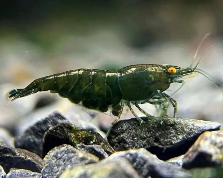 How Long Should You Boil Cholla Wood for Aquarium Use? Nano Tank Garden