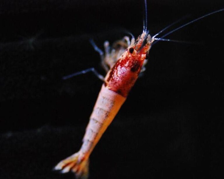 What Glue Should You Use for Moss? A Complete Guide for Successful Moss