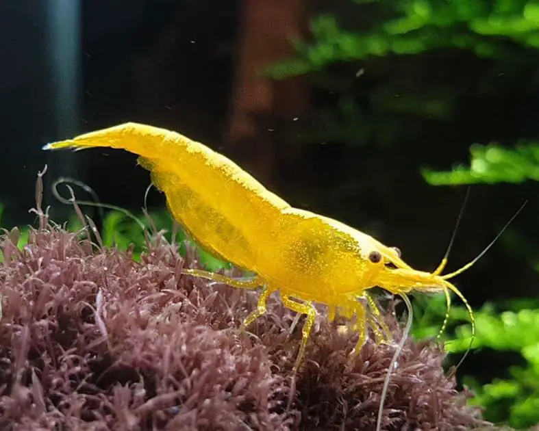 What's the Best Ich Treatment for Planted Tanks? Our Top Recommendations