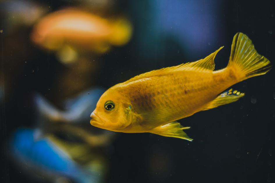 How Many Rummy Nose Tetra Can You Keep in a 30 Gallon Fish Tank?