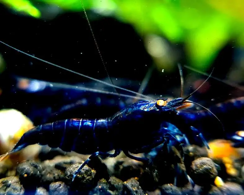 Is Flourish Excel Safe for Shrimp? Discover the Facts You Need to Know